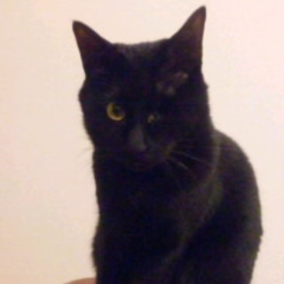 猫アレルギーのため至急里親さんを探しています②