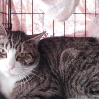 きじとら白　男の子　里親決まりました！