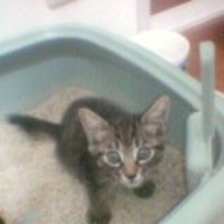 家族の一員としてかわいがって下さる方募集