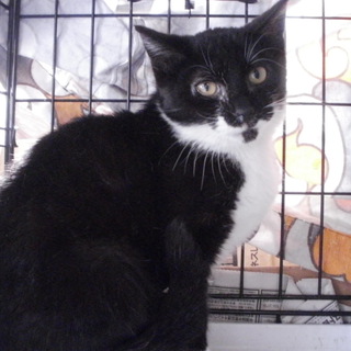 黒白の女の子　里親募集！