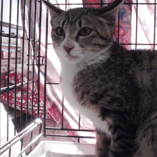 きじとら白　女の子　里親募集！