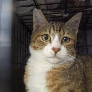 茶系きじとら白　男の子　里親決まりました！