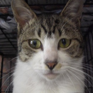 きじとら白　男の子　里親募集！