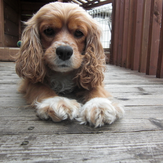 ミックス犬 を含む犬の里親募集情報 期限順 ペットのおうち 月間利用者150万人