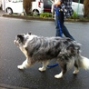 ボーダーコリー　ブルーマル　里親募集中 サムネイル2
