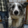ボーダーコリー　ブルーマル　里親募集中 サムネイル7