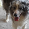 ボーダーコリー　ブルーマル　里親募集中 サムネイル4