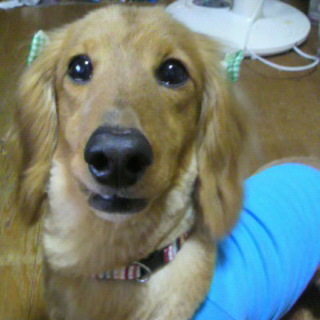 ミニチュアダックスフント八歳♂の里親募集