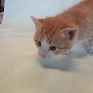 仔猫　茶トラ３匹　白２匹