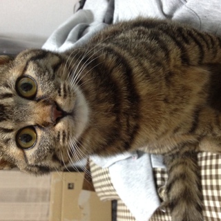 拾った猫です！引き取って下さる方募集してます！