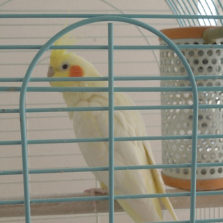 オカメインコの里親決まりました