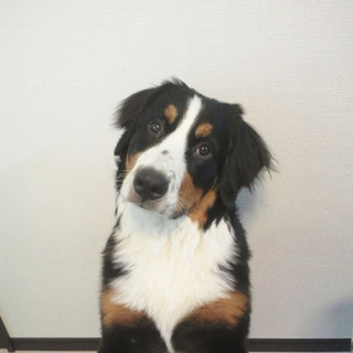 甘えん坊なバーニーズです。