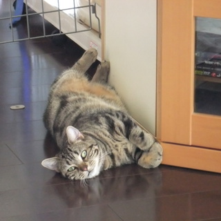 愛知　スコティッシュの女の子