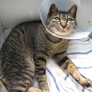 お利口さんなキジネコ！！女の子