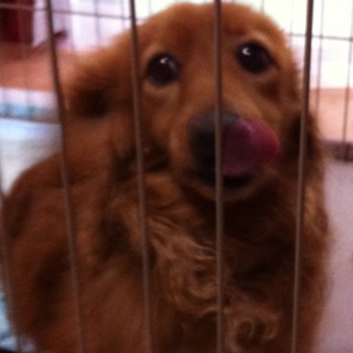 ミニチュアダックスの里親募集！