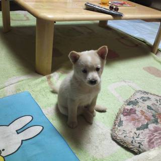 子犬の里親募集中!