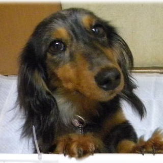 負けん気は強いけど甘えん坊さんです