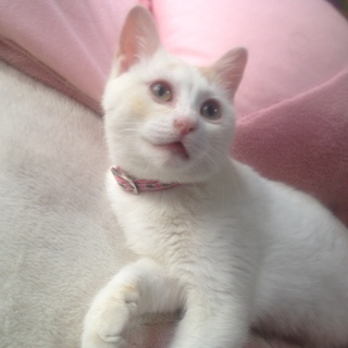 甘えん坊の女のコ（さくら）です