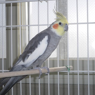 オカメのピーちゃん