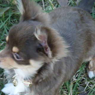 ロングチワワ♂　4歳