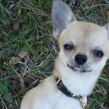 スムースチワワ　♂