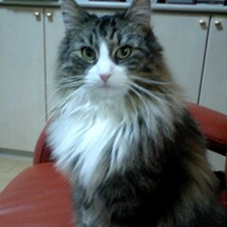 里親が決まりました。ありがとうございました。