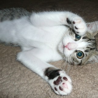 甘えん坊でやんちゃな子猫の里親になってください！