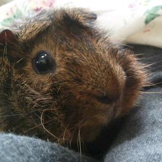 お願いします。