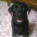 黒ラブ1歳の男の子里親募集
