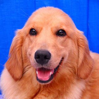 3歳の女の子～繁殖引退犬～