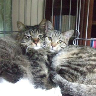 コインパーキングの野良猫でした