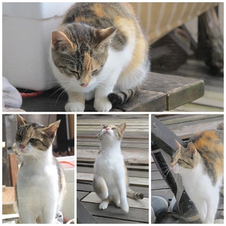 三毛猫里親募集