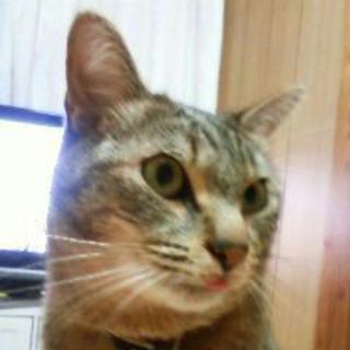 キジネコの男の子!!