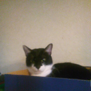 美形八割れ男の子