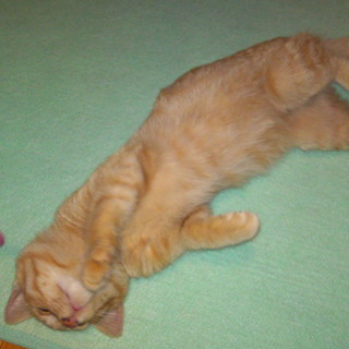 オスの子猫の里親さん募集しています！