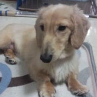 遊び盛りの可愛い男の子です