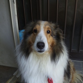 ☆おとなしい子です☆