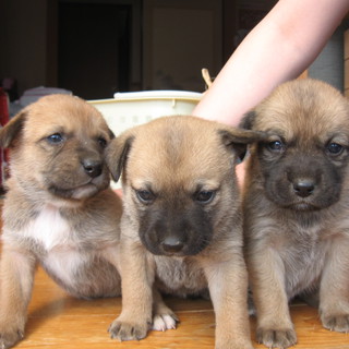 里親募集します（産まれて１ヶ月程の仔犬です）
