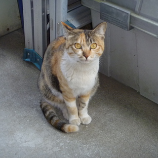 大切にしてくださる方募集しています