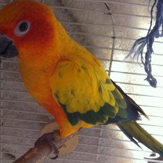 元気なメキシココガネインコ