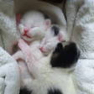 子猫３匹です。