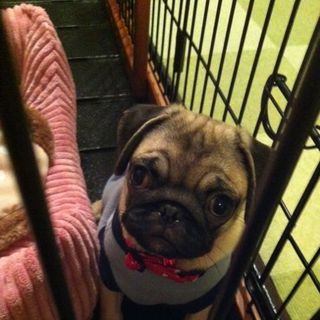 里親さん募集しています