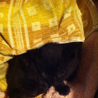 黒猫(子猫)を探してる方を募集します