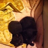 黒猫(子猫)を探してる方を募集します サムネイル2