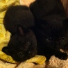 黒猫(子猫)を探してる方を募集します サムネイル3