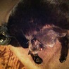 黒猫(子猫)を探してる方を募集します サムネイル4