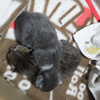 子猫の里親募集！