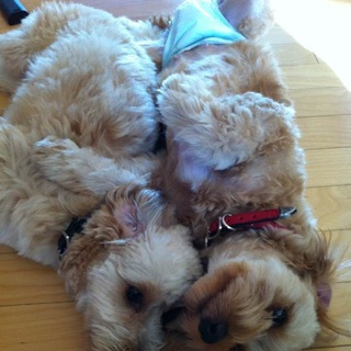 MIX犬の姉妹です