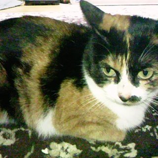 ひとなつっこい三毛の女の子里親募集