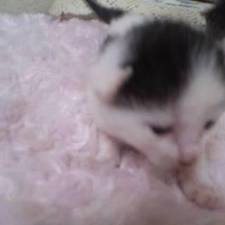 赤ちゃん猫が里親さんを探してます